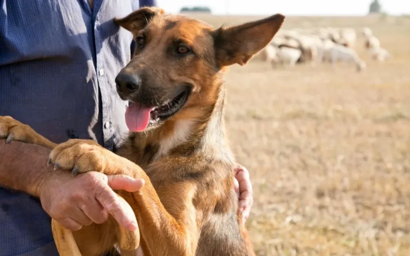 Governo da Bahia liberou R$ 3 milhões para projeto de controle populacional de cães