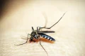 Casos de dengue e chikungunya custaram R$ 1,2 bi ao sistema de saúde