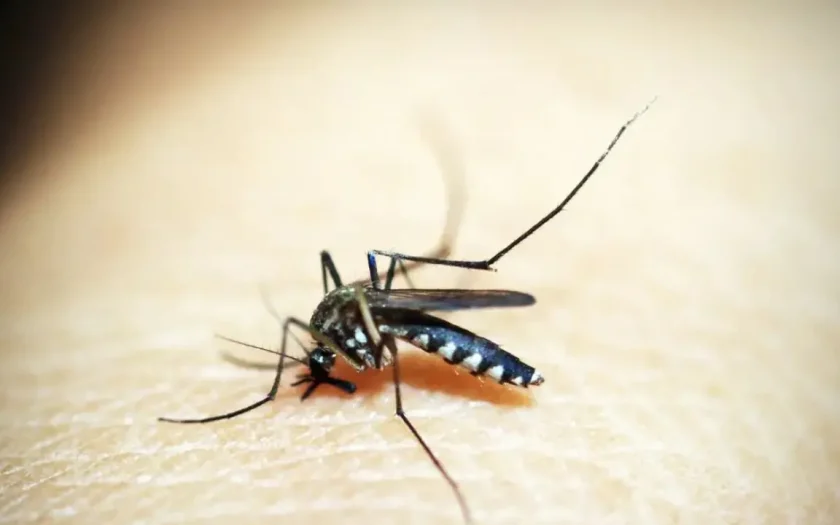 Casos de dengue e chikungunya custaram R$ 1,2 bi ao sistema de saúde