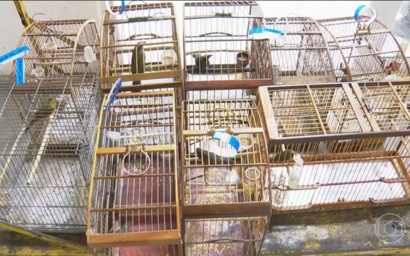 Operação São Francisco levou 47 à delegacia e resgatou 800 animais silvestres