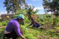 Lei de Hortas Urbanas Comunitárias é sancionada em Vitória da Conquista