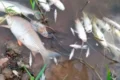 mortandade peixes rio paraopeba