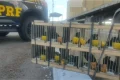 PRF resgatou 60 aves silvestres e apreendeu rebites na BR-116 no interior da Bahia