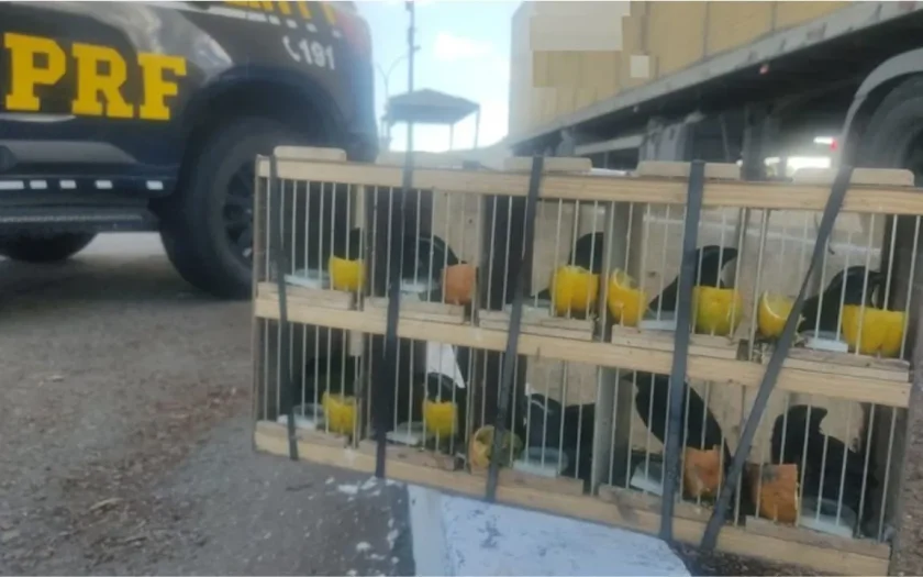 PRF resgatou 60 aves silvestres e apreendeu rebites na BR-116 no interior da Bahia