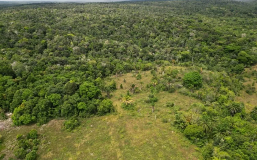 ICMBio inicia projeto para transformar pasto em Mata Atlântica na Bahia