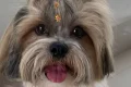 Concurso PET