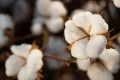 Agropecuária cresceu mais de 10% no segundo trimestre de 2025