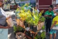 Dia da Árvore neste domingo terá distribuição gratuita de mudas no Parque da Cidade em Salvador