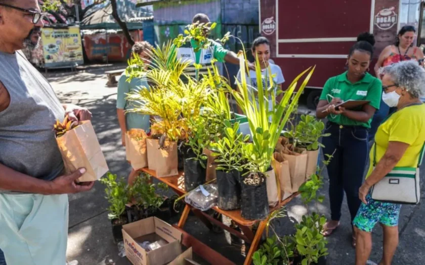Dia da Árvore neste domingo terá distribuição gratuita de mudas no Parque da Cidade em Salvador