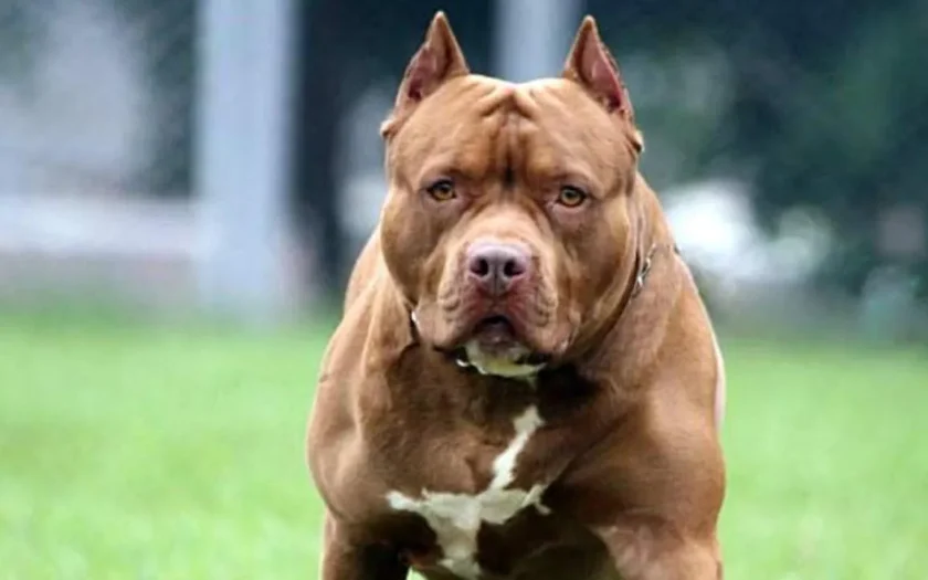 Pitbull