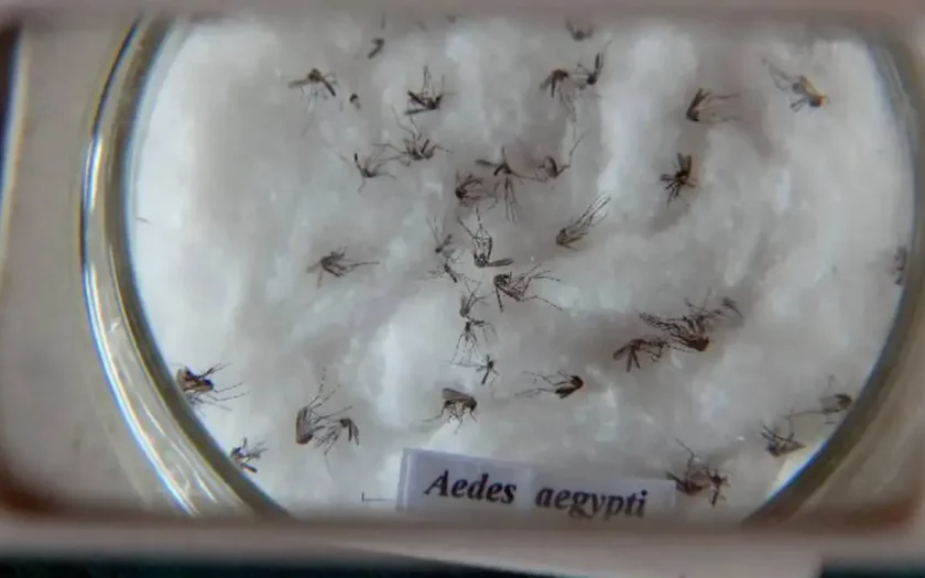 Pesquisa do Butantan padroniza nomenclatura de vírus da dengue