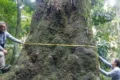 Fiocruz registra Jequitibá-rosa de 500 anos
