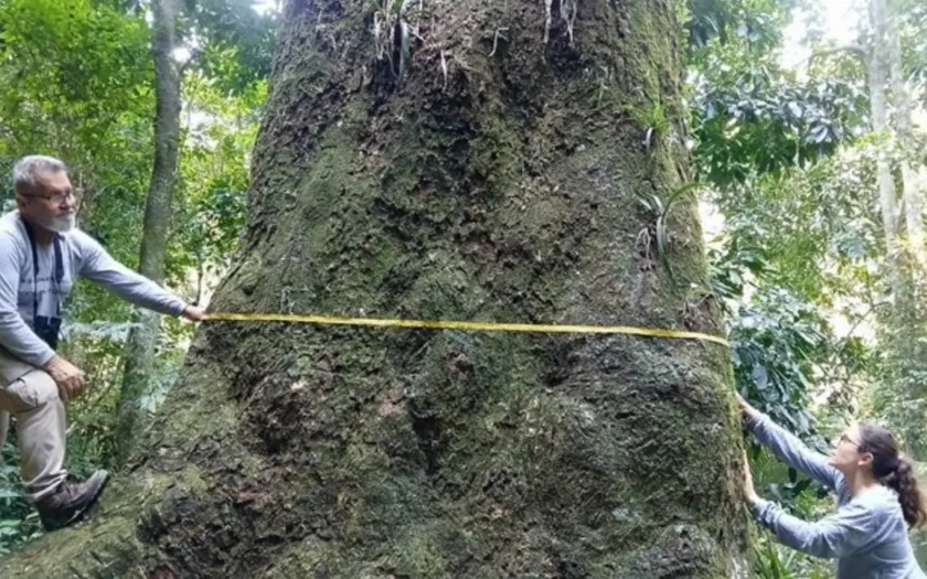 Fiocruz registra Jequitibá-rosa de 500 anos