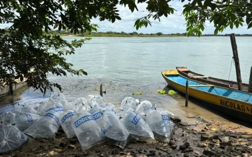 Rio São Francisco recebe 20 mil alevinos em comemoração ao aniversário de 524 anos de descoberta