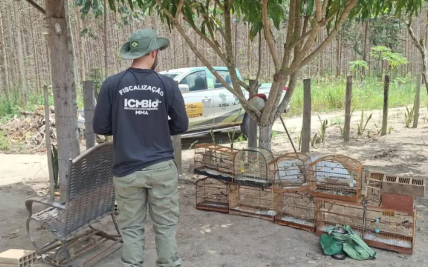 fiscalização ICMBio Bahia