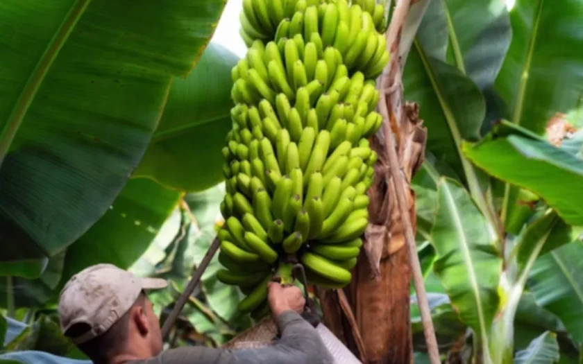 Indicação Geográfica Banana Bom Jesus da Lapa