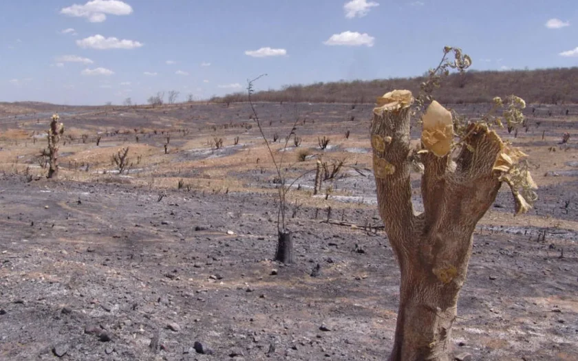 Caatinga degradada