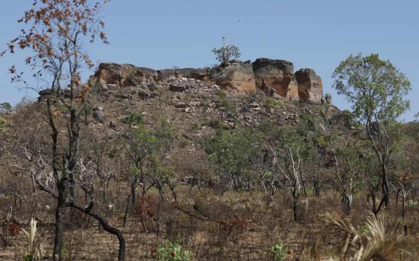 4877-restauracao-ambiental-cerrado