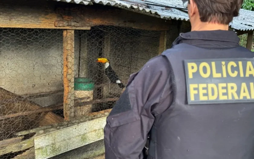 Operação tráfico animais silvestres