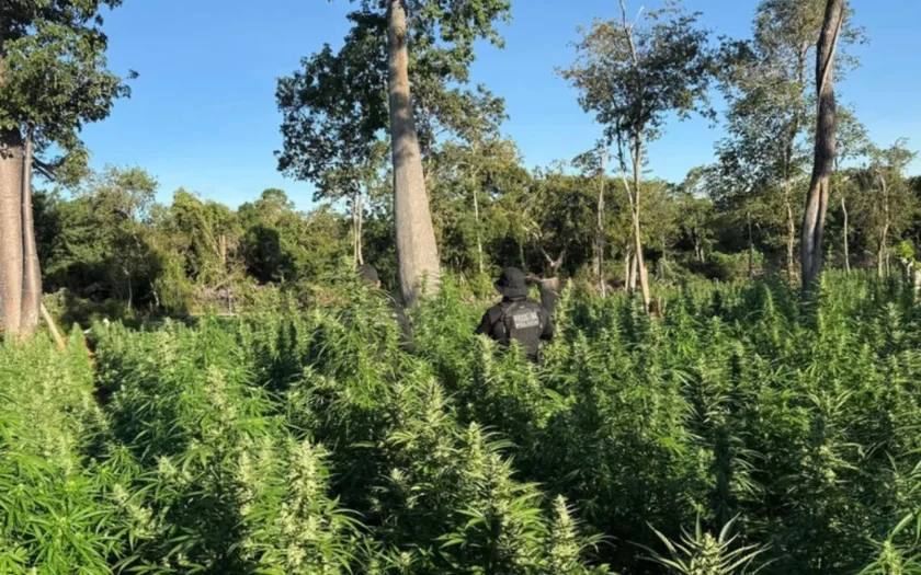 Plantação de Maconha Bahia