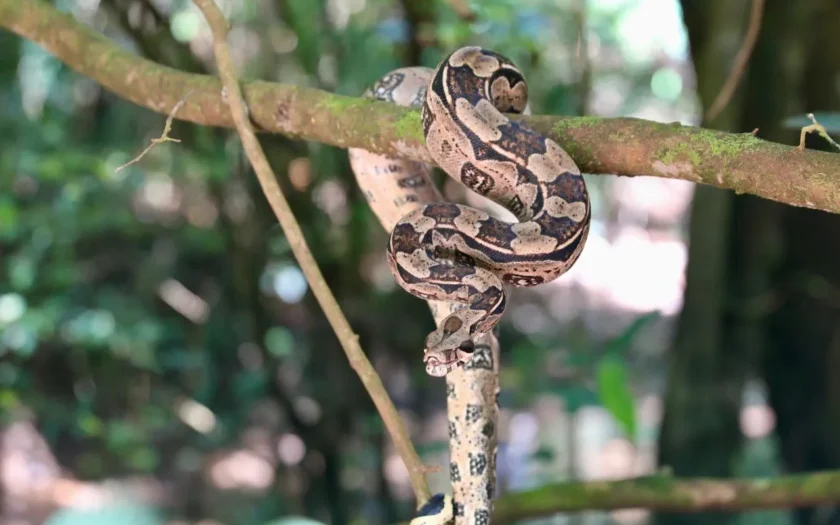 reintrodução de animais silvestres Cetas