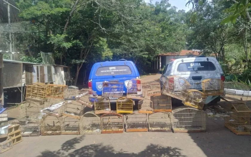 Resgate de aves em Vitória da Conquista