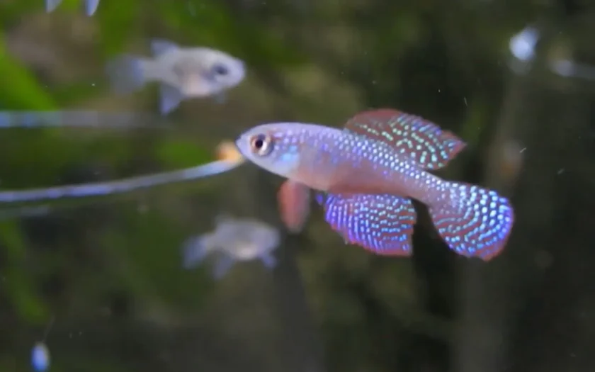 Hypsolebias Guanambi
