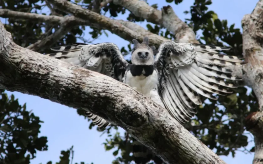 hapia parque nacional Bahia