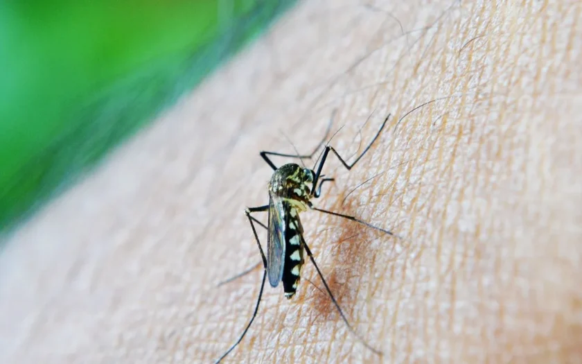 9602-dengue-e-sindrome-de-guillain-barre