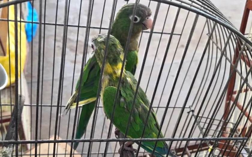 aves silvestres vitoria da conquista