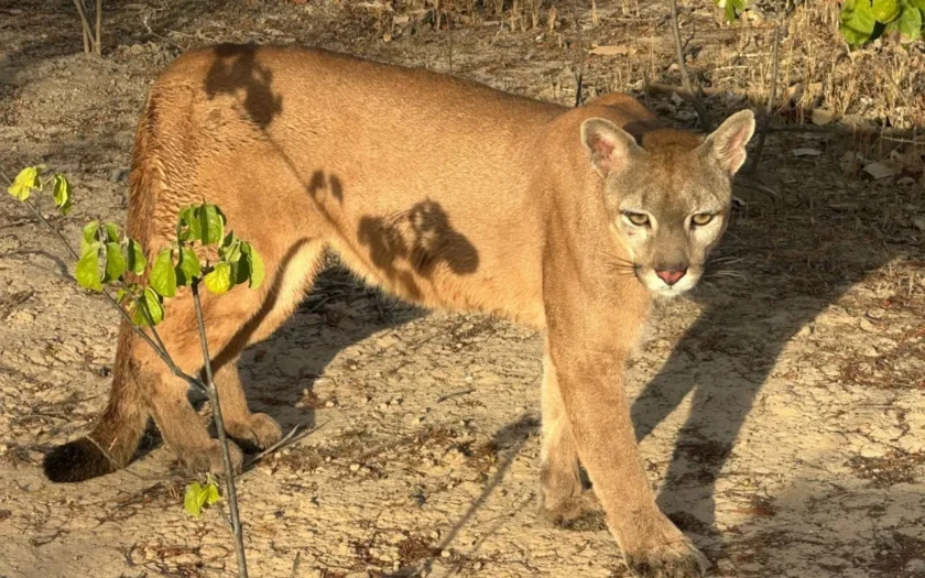 onca parda cetas