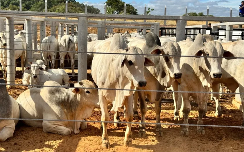 Feira de Animais expoguanambi