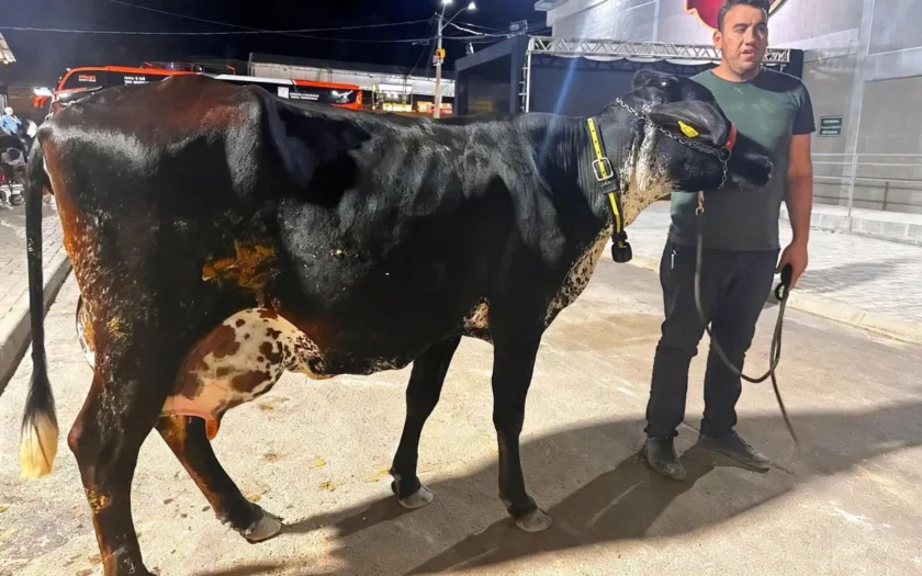 vaca girolando torneio leiteiro guanambi