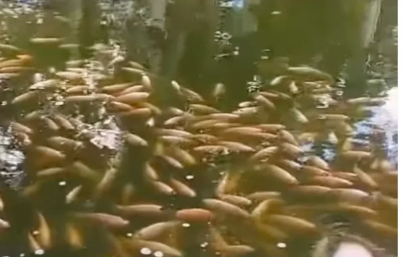 Aglomeração peixes vitoria da conquista