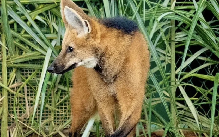 Lobo Guará
