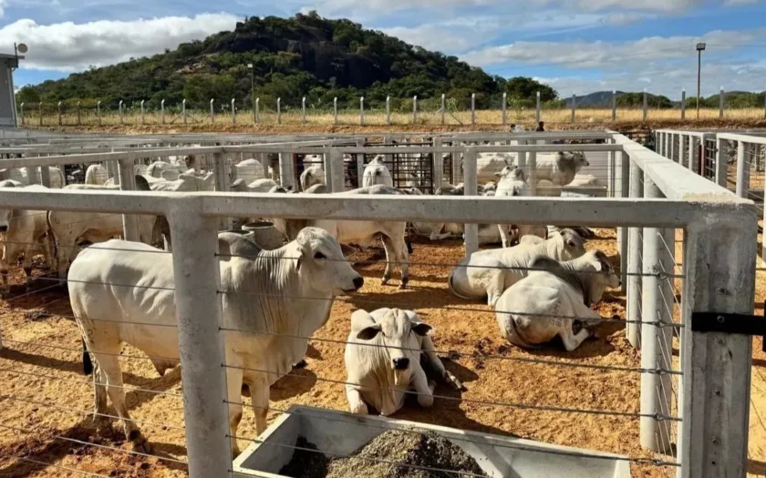 Exposiçao agropecuaria feira de animais