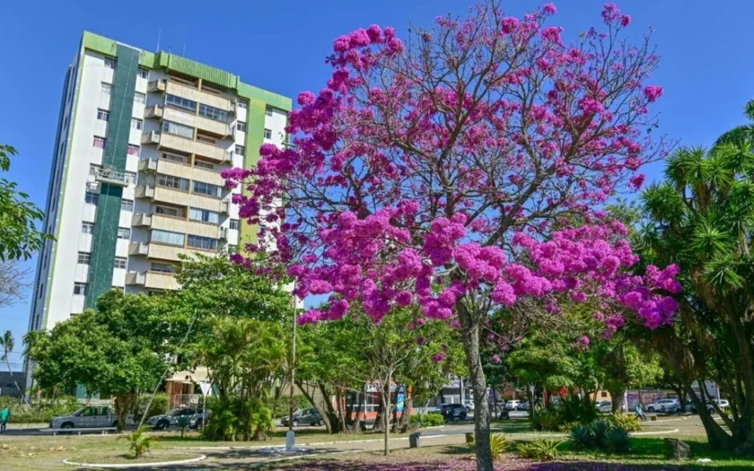 Plano Municipal de Arborização Urbana Vitória da Conquista