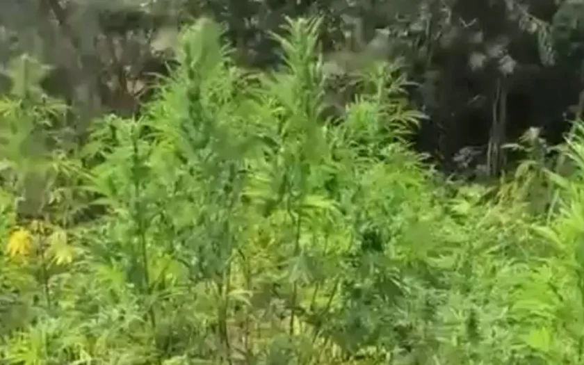 maconha caetité